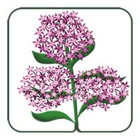 Swamp Milkweed