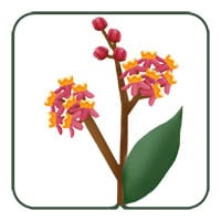 Tropical Milkweed