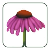 Purple Coneflower